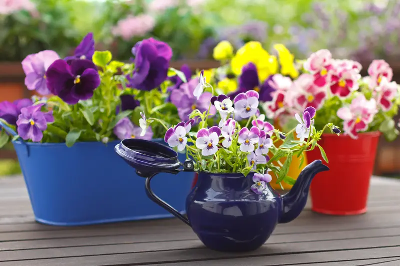 6 fantastic plants for spring pots