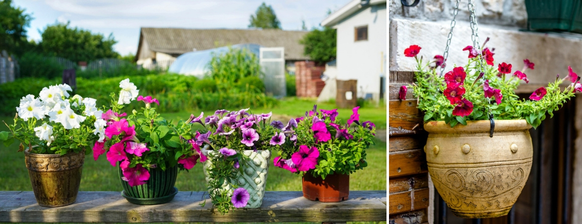 Plant Containers Frosts Garden Centres