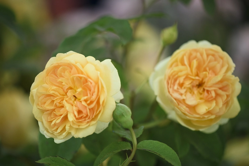 All things Roses- Talk & Demonstration