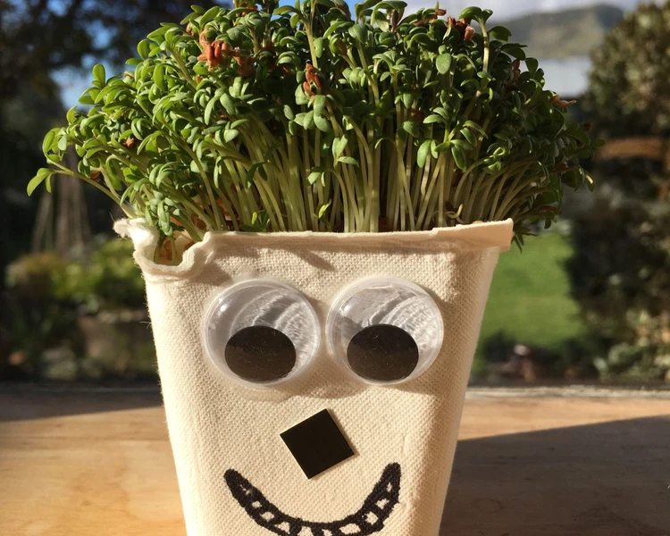 Little Acorns- Cress Heads