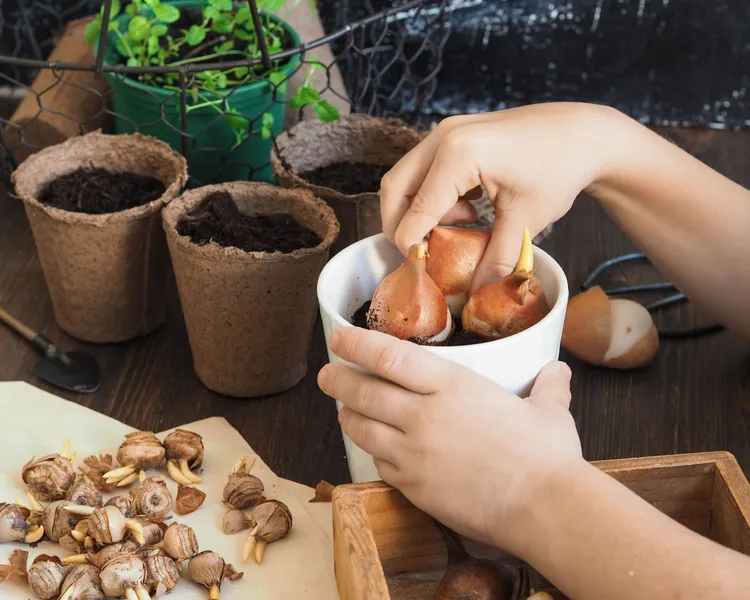 Little Acorns- Bee and Butterfly Spring Bulbs Pot
