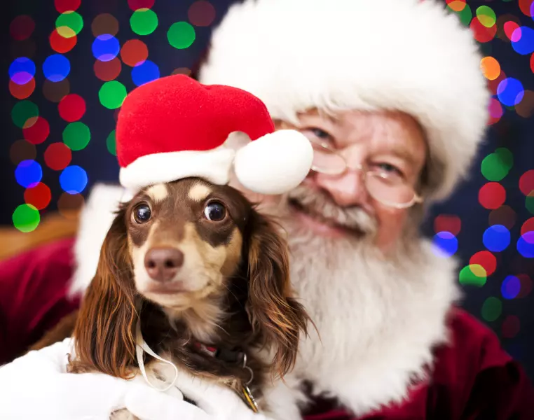 Santa Paws