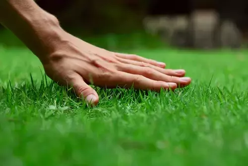 What is lawn shop care