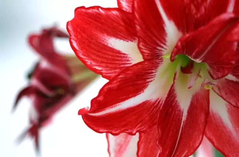 Christmas Plants with Red Colours