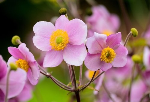 Garden plant of the moment: Anemone - Frosts