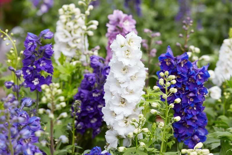 Delphiniums, lobelia and snaps