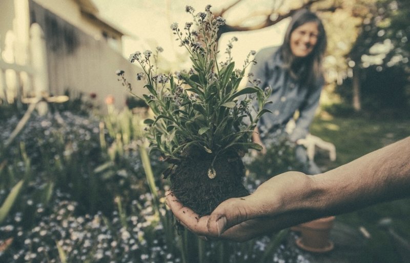 Guide to gardening for wellbeing