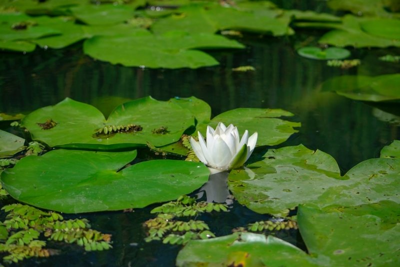 Guide to keeping your pond in good condition