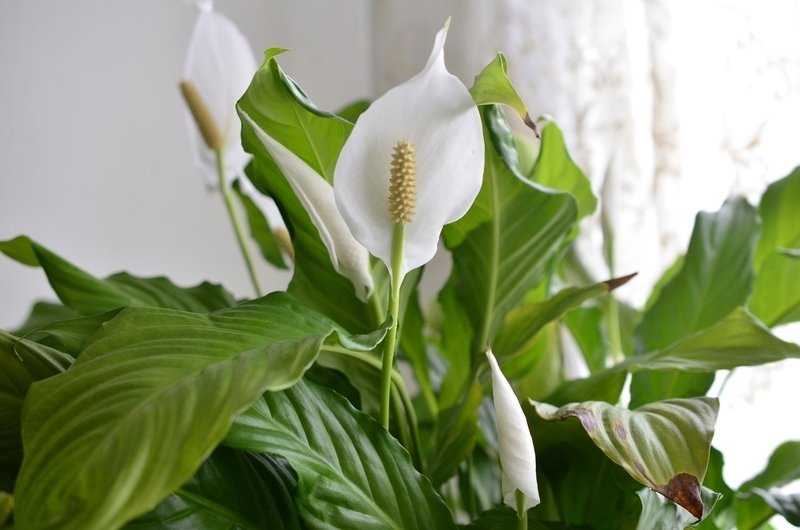 Houseplant of the month: Peace Lily - Frosts