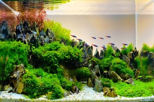 Center aquascape What Aquascaping