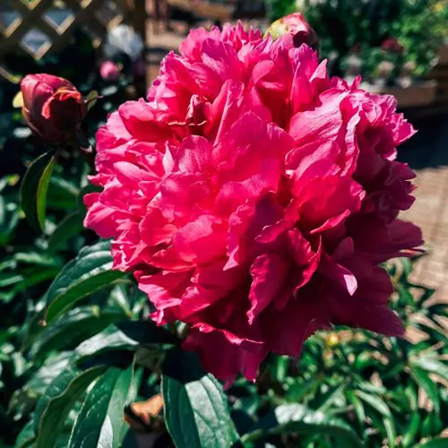How to care for Peonies