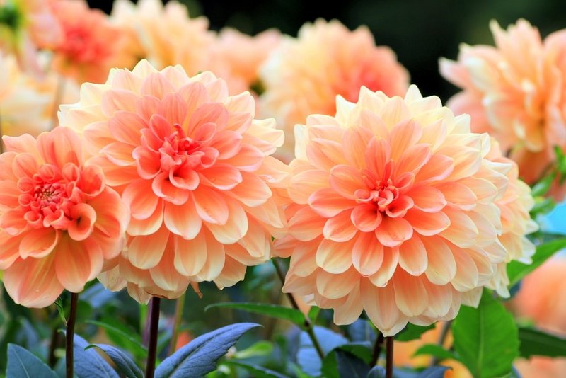 How to grow dahlias