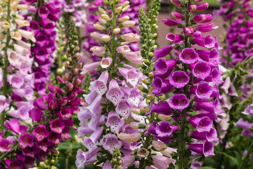 How to grow foxgloves Frosts Garden Centres