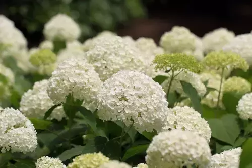 How to grow hydrangeas