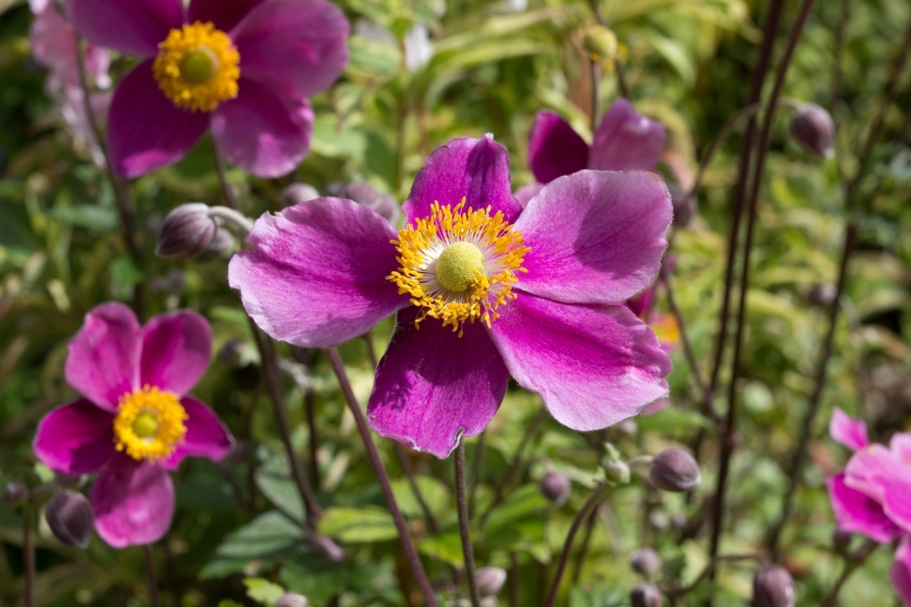 How to grow Japanese anemones - Frosts
