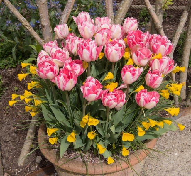 How to plant a bulb lasagne pot