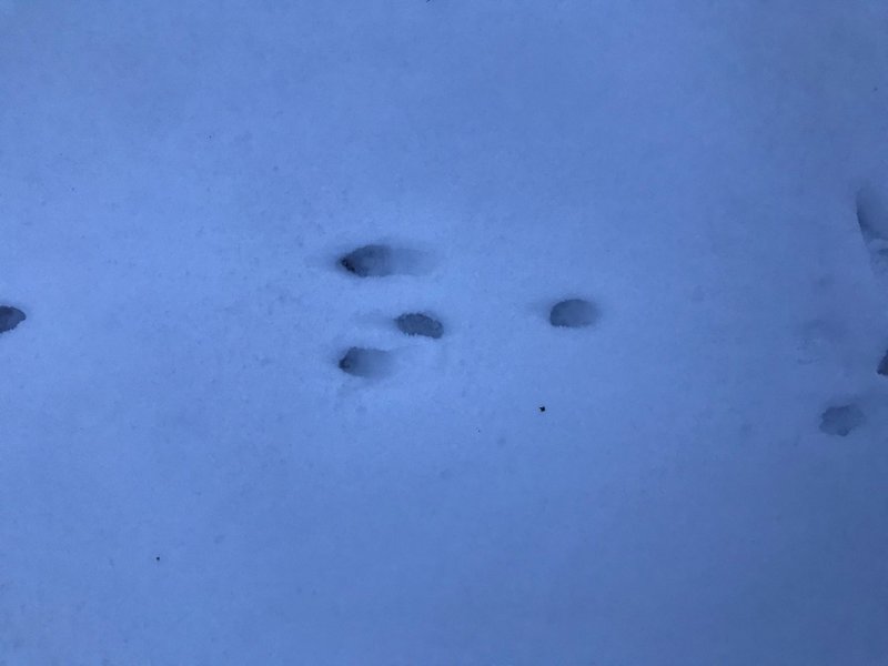 James Frost - My Blog - The mystery paw prints...