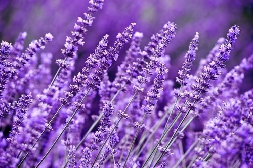 Lavender care - Frosts