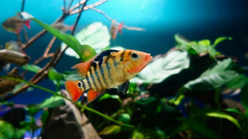 Bass fish tank shop