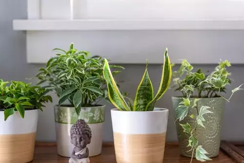 Top 5 houseplants that clean the air