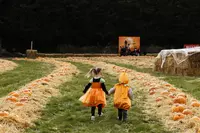 Pumpkin Patch