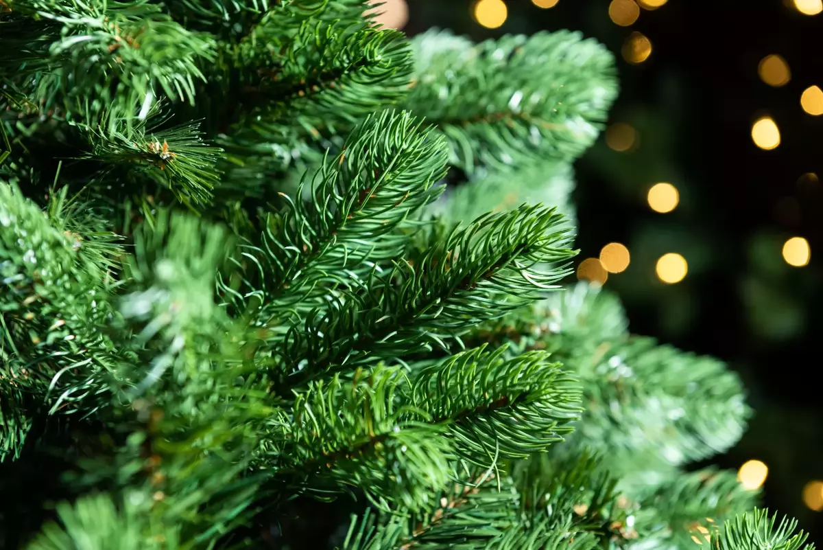Lakewood Spruce Christmas Tree Un-Lit - 6.5ft - image 2