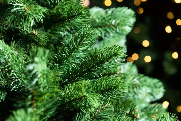 Lakewood Spruce Christmas Tree Un-Lit - 6.5ft - image 2