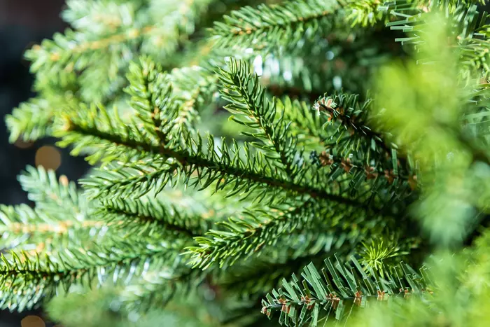 Northern Fir Christmas Tree - 5ft - image 2