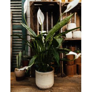 Peace Lily - image 1