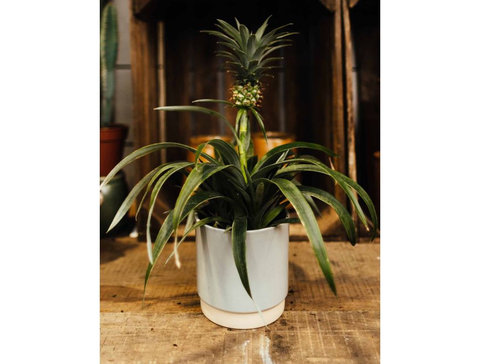 Pineapple Plant - image 1