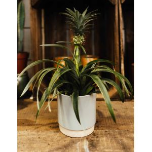Pineapple Plant - image 1