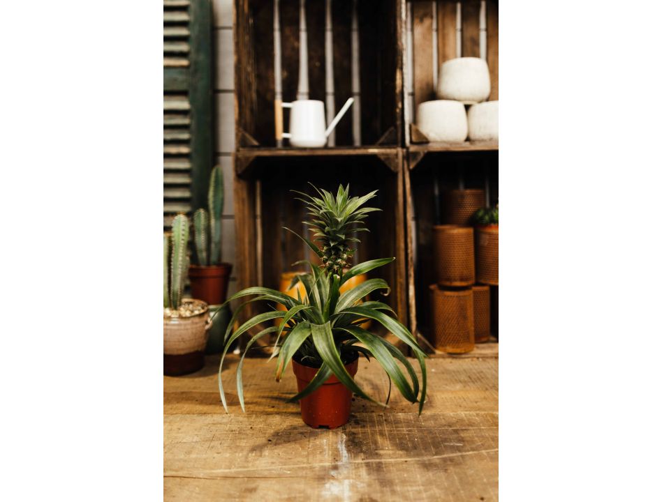 Pineapple Plant - image 2